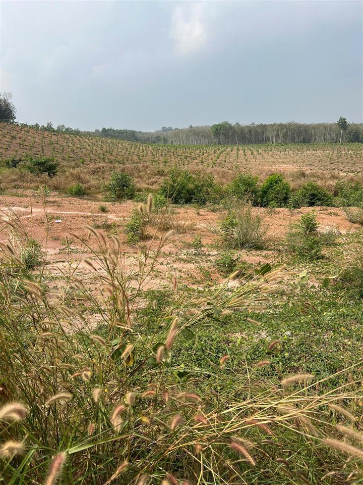 Bán đất tân uyên 29.000 m2 mẫu đã có giấy phép xây dựng  0978 627 ***