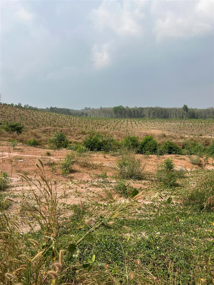 Bán đất tân uyên 29.000 m2 mẫu đã có giấy phép xây dựng  0978 627 ***