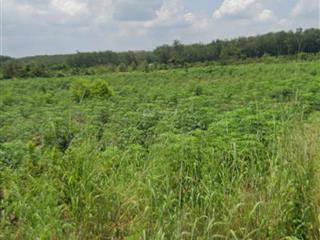 Bán kho, nhà xưởng tại bình mỹ, bắc tân uyên, 30 tỷ, 31000 m2, giá cực chất