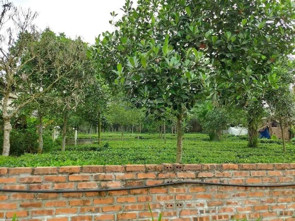 Giá nào cũng bán dt 619m2,gần vườn vua risort tại thanh thủy, phú thọ  0979 534 ***