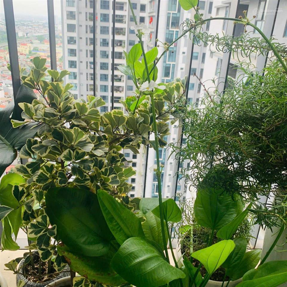5,25 tỷ chính chủ cần bán gấp căn hộ 82m², 2pn, tầng trung, tại goldmark city 136 hồ tùng mậu