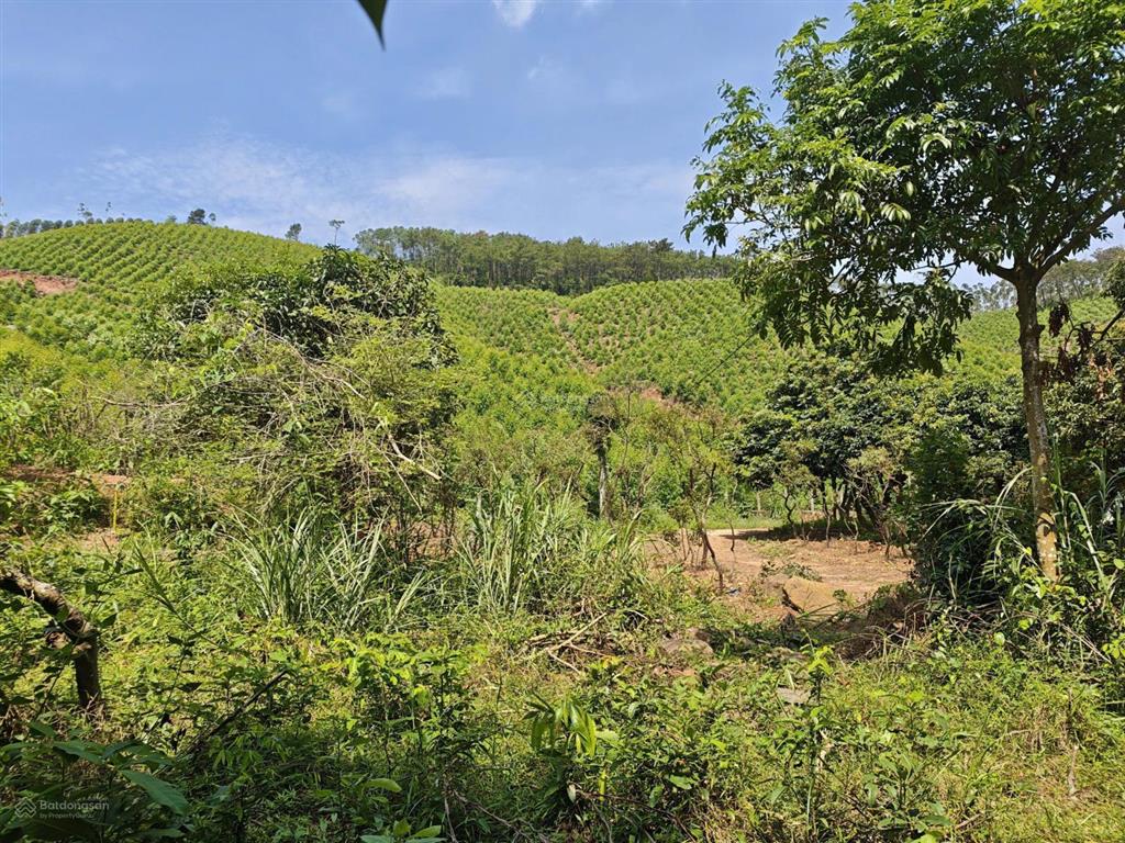 Bán quỹ đất đồi vườn 2,67ha view hồ trại lốc, đối diện lăng vua trần anh tông  quảng ninh