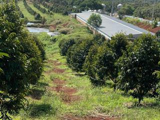 Trang trại heo 3ha tại bù đăng bình phước, có hơn 400m bê tông, doanh thu 600tr/ năm, sổ hồng riêng