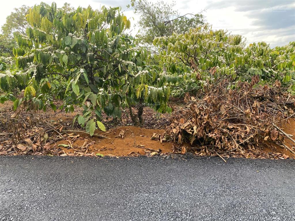 Đất kiến đức , mặt đường nhựa 6x26 full thổ cư giá 295tr cả lô, dân cư đông, cách ql14 chỉ 2,5km