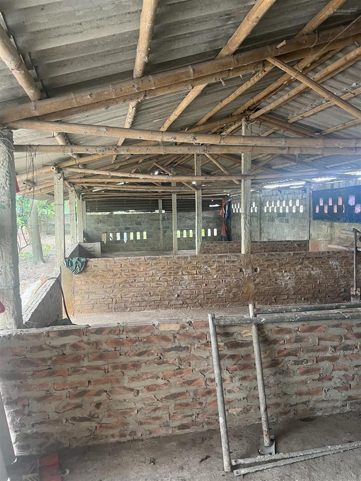 Chính chủ cho thuê trang trại cực đẹp 1500m2 tại thường tín  hà nội.  0832 932 ***