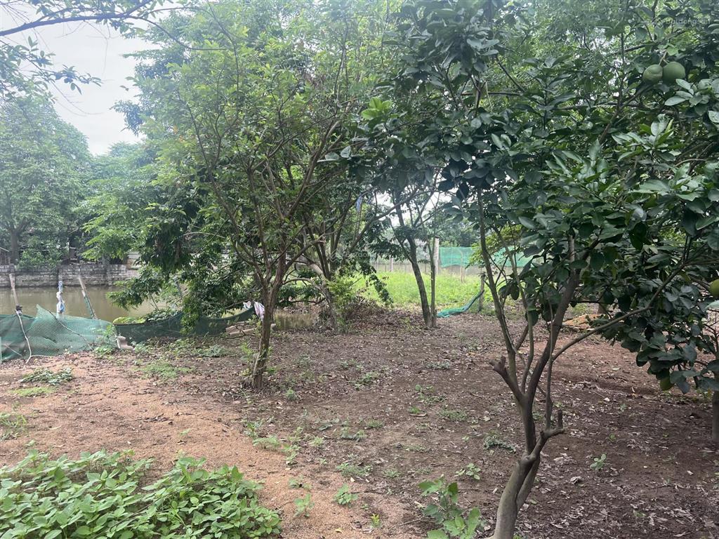 Chính chủ cho thuê trang trại cực đẹp 1500m2 tại thường tín  hà nội.  0832 932 ***