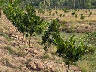 Bán đất + nhà vườn 3pn siêu đẹp  vị trí vàng sát cầu rạch miễu 2