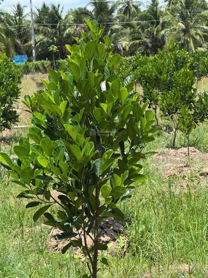 Siêu phẩm đất vườn 16.000m² có nhà 3pn sát cầu rạch miễu 2 (800m)