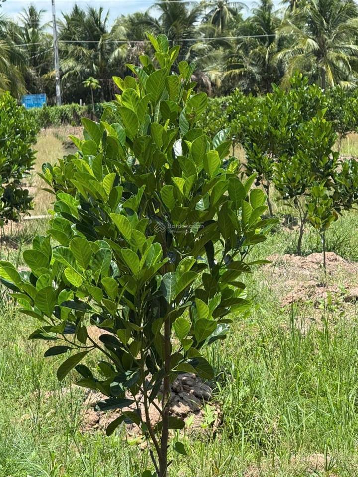 Siêu phẩm đất vườn 16.000m² có nhà 3pn sát cầu rạch miễu 2 (800m)