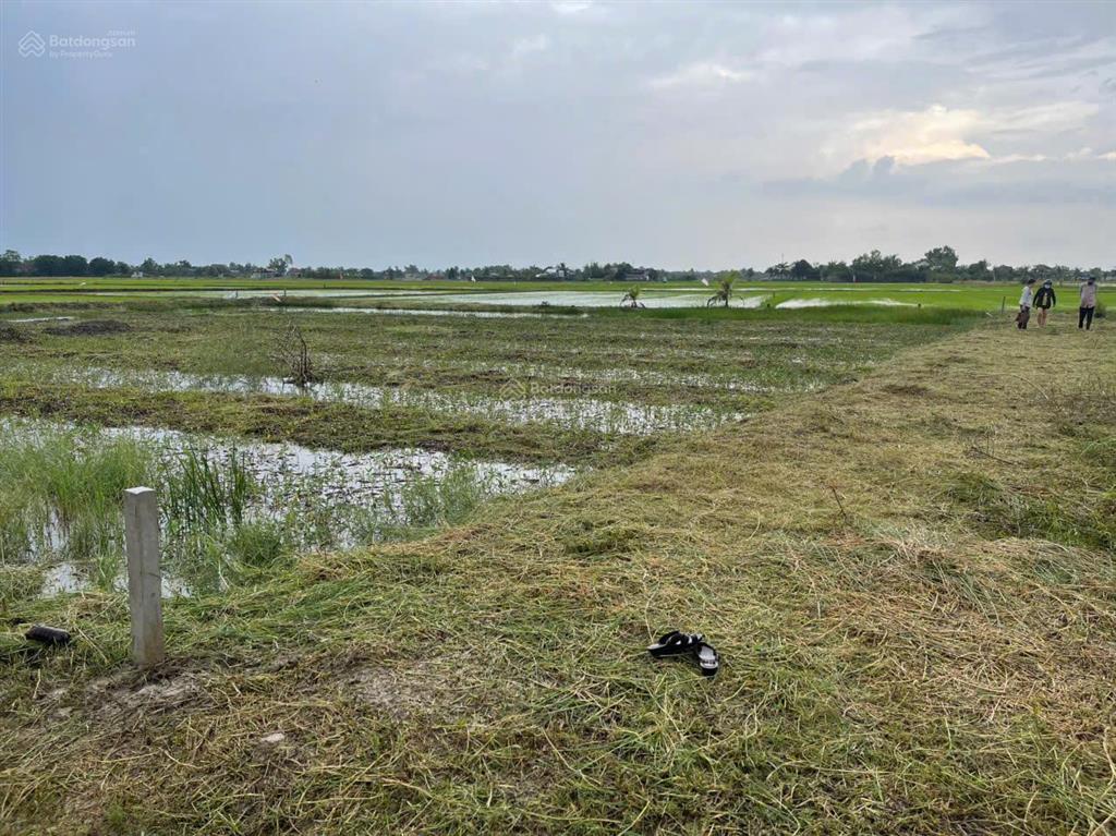 Cần bán gấp đất lúa 1947m2 tại cần đước