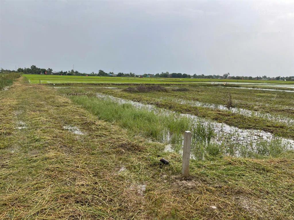 Cần bán gấp đất lúa 1947m2 tại cần đước