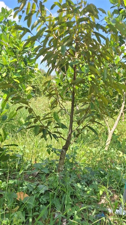 Bán vườn sầu riêng monthong, dt 2.177,5m (2.2 công) ấp 1 cẩm sơn, cai lậy, giá 1 tỷ 300tr