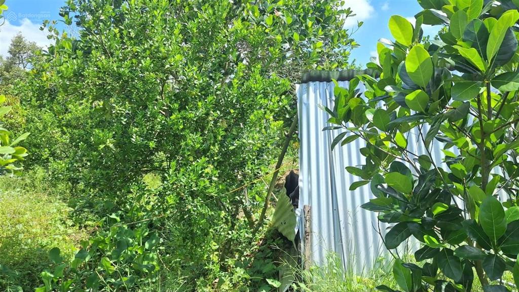 Bán vườn sầu riêng monthong, dt 2.177,5m (2.2 công) ấp 1 cẩm sơn, cai lậy, giá 1 tỷ 300tr