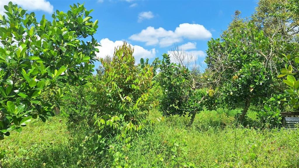 Bán vườn sầu riêng monthong, dt 2.177,5m (2.2 công) ấp 1 cẩm sơn, cai lậy, giá 1 tỷ 300tr