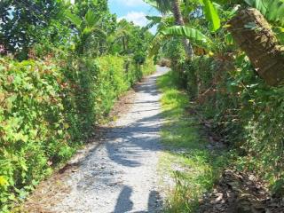 Bán vườn sầu riêng monthong, dt 2.177,5m (2.2 công) ấp 1 cẩm sơn, cai lậy, giá 1 tỷ 300tr