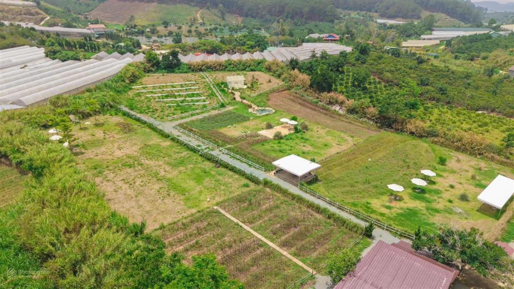 Bán 1.5 hecta đất tà nung  đà lạt sẵn 400m2 thổ cư, đường ô tô tận nơi