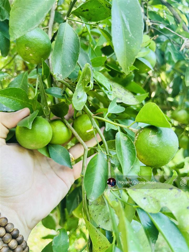 Lô 944.8m2 full thổ cư mặt tiền trục chính đường nhựa tl8 bắc khánh vĩnh (khánh bình cũ) giá rẻ