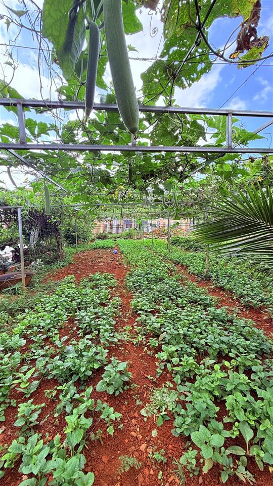Biệt thự mặt tiền đường chính trung tâm bảo lộc chủ ngộp giá quá rẻ