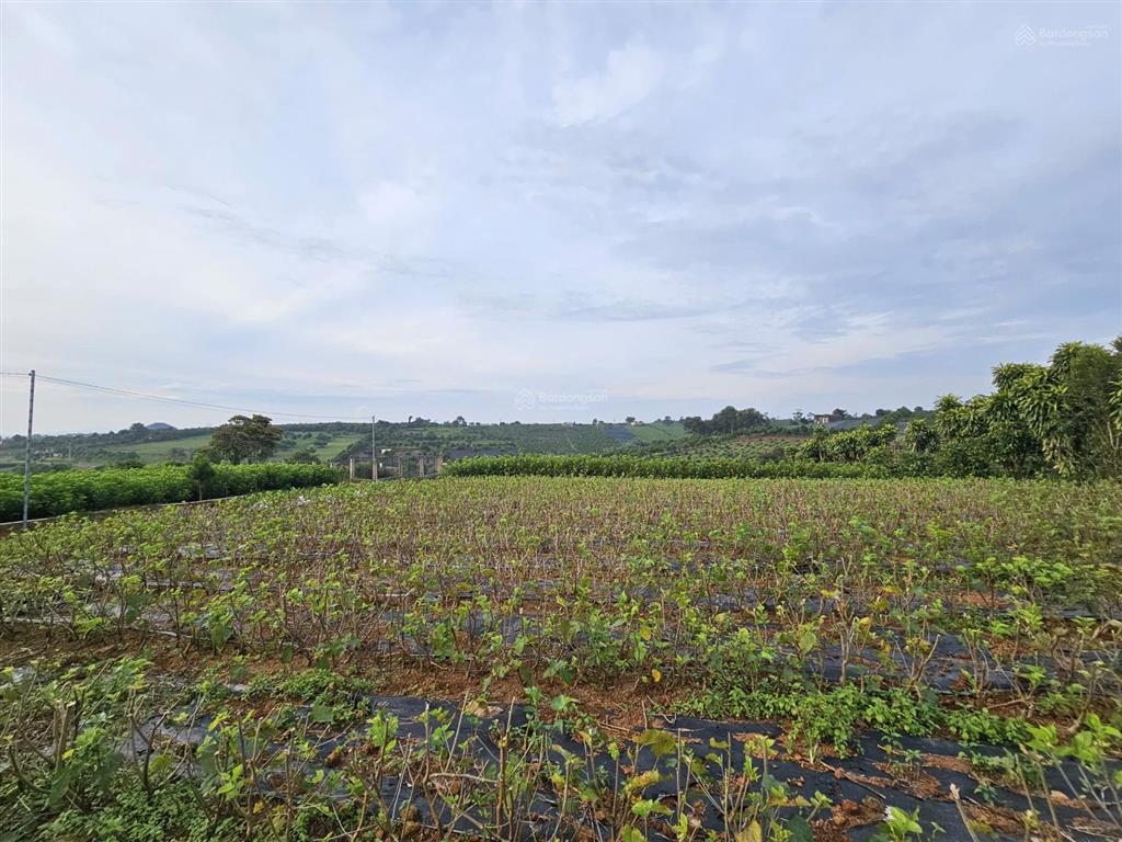 Đất view thoáng sẵn thổ cư mặt tiền tôn đản  p2 bảo lộc