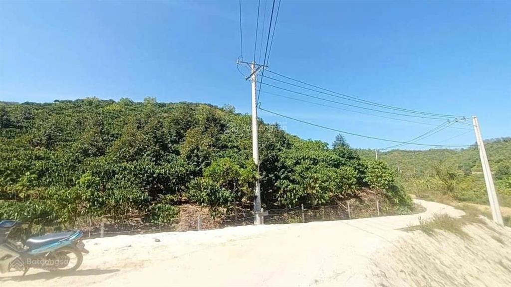 Hơn 2.4ha trồng full cafe giáp hồ thủy lợi