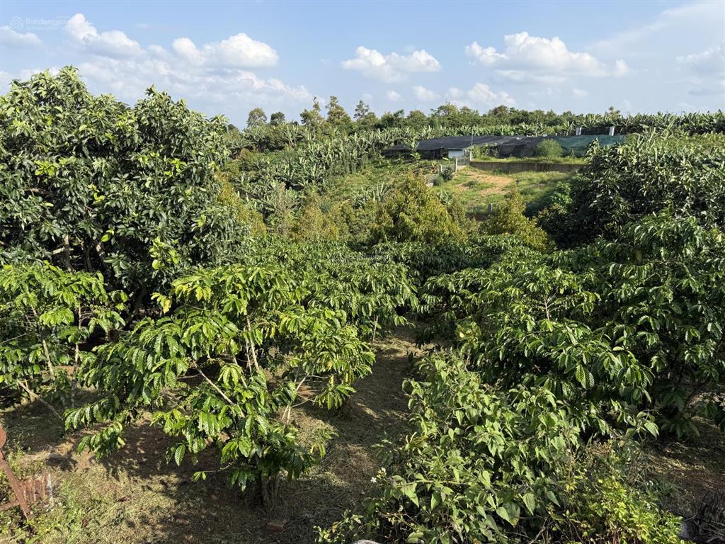 1ha ngay cây xăng liên nghĩa  lộc đức