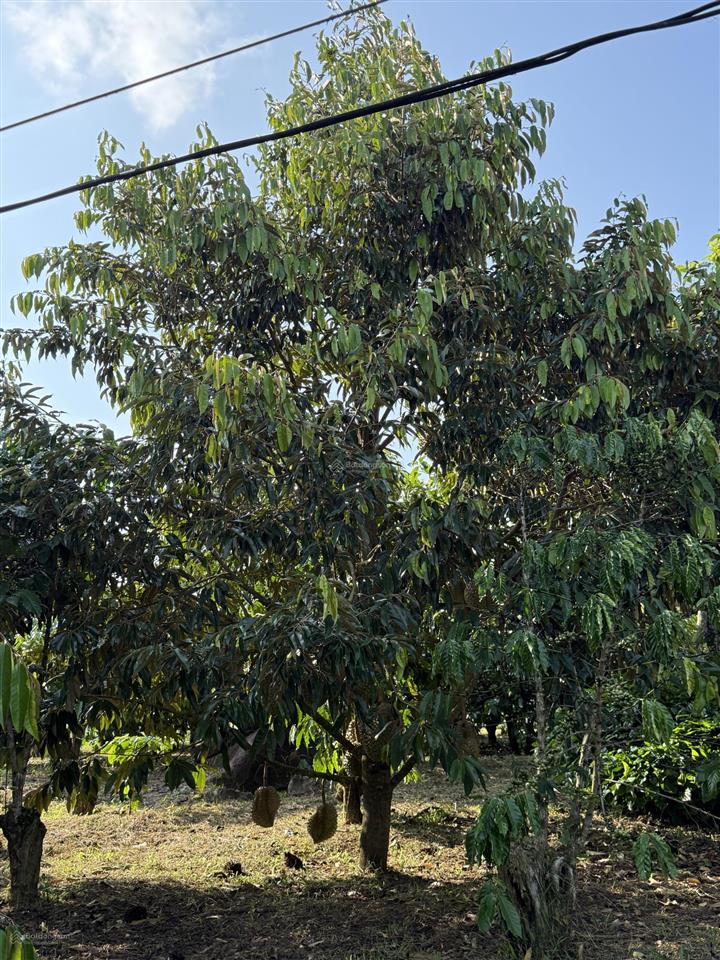 1ha ngay cây xăng liên nghĩa  lộc đức