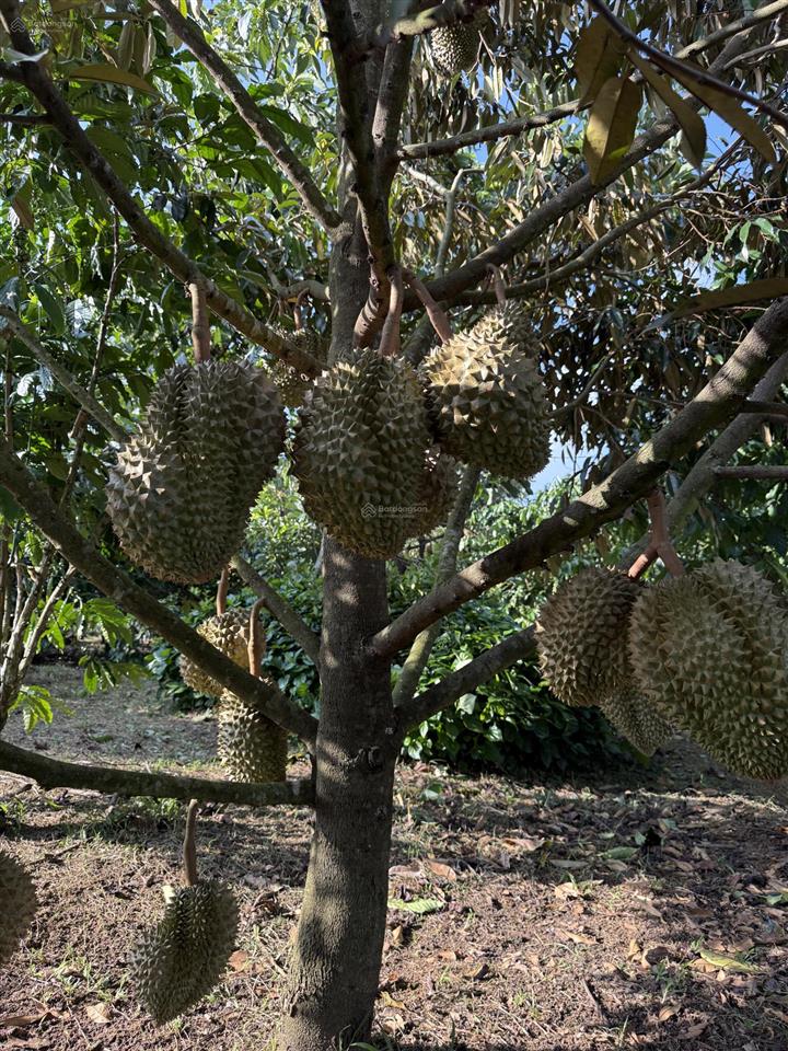 1ha ngay cây xăng liên nghĩa  lộc đức