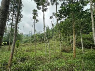 Chính chủ cần bán nhanh lô đất gần hồ, tiện giao thông đi lại, không khí trong lành