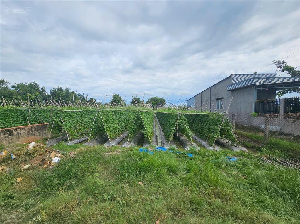 Giảm mạnh đất 541m2 thổ cư tân mỹ, đức hòa, long an (nay là hậu nghĩa, t tây ninh) | ngang 12m
