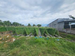 Giảm mạnh đất 541m2 thổ cư tân mỹ, đức hòa, long an (nay là hậu nghĩa, t tây ninh) | ngang 12m