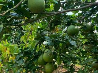 Cơ hội vàng! 3 lô đất liền kề phú tân định quán giá sốc 499tr bao phí mua nhanh kẻo lỡ