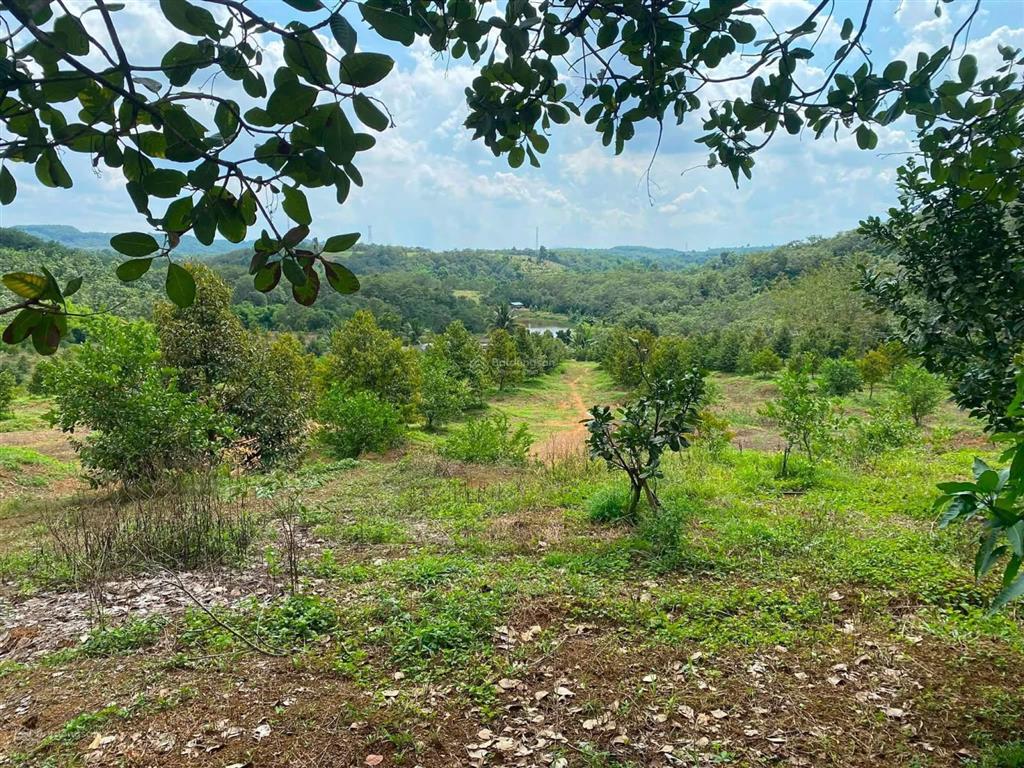 Sang gấp trang trại sầu riêng 4ha (thực tế gần 5ha) view hồ, 2 mặt giáp suối, có thu nhập ngay