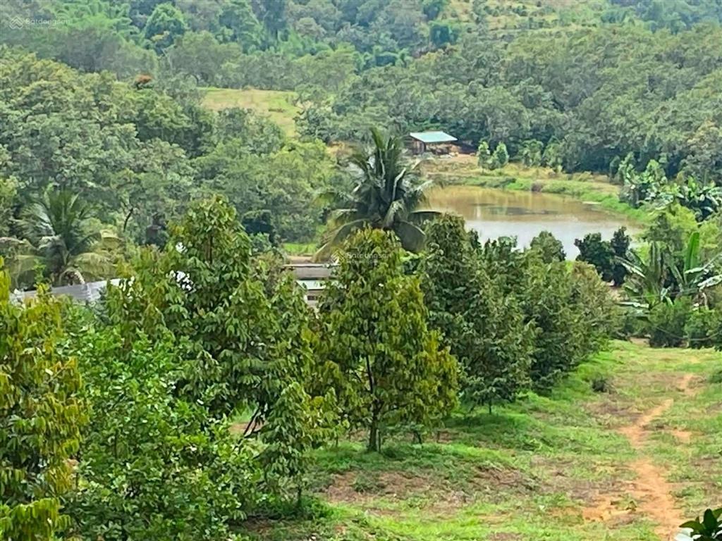 Sang gấp trang trại sầu riêng 4ha (thực tế gần 5ha) view hồ, 2 mặt giáp suối, có thu nhập ngay