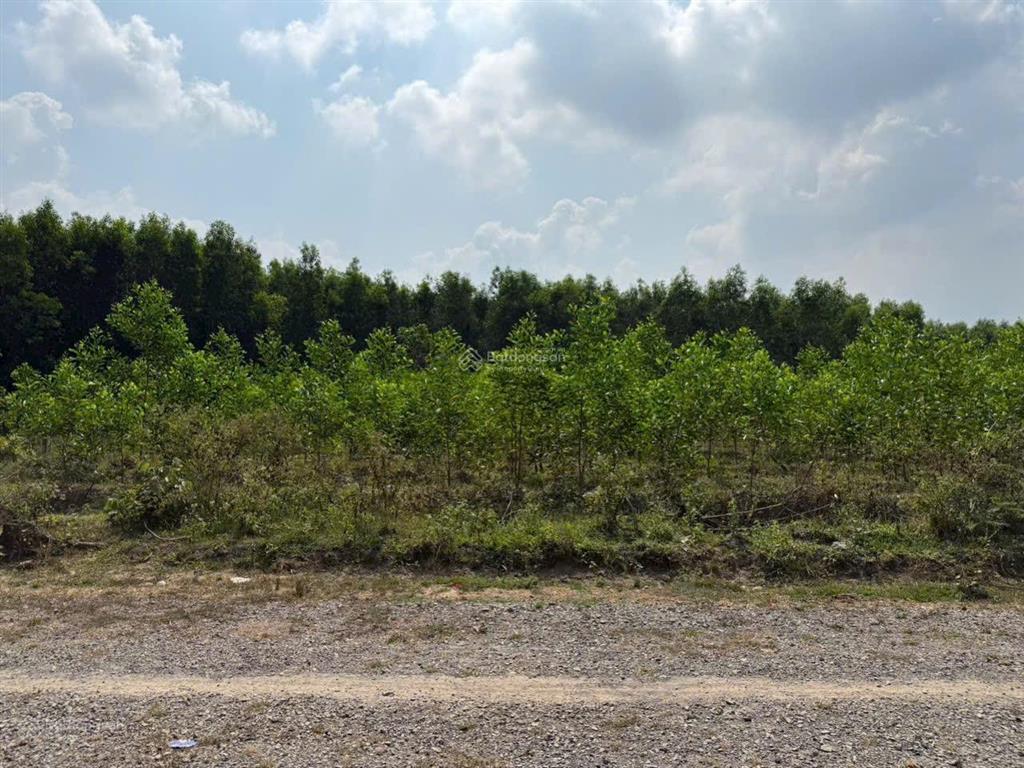 Đất xuân lộc gần kdl sungroup núi chứa chan gia lào. 650tr = 1000m2 ngang 19 sâu 54