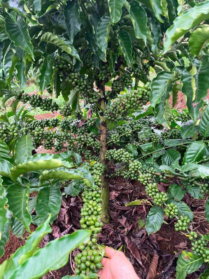 Bán đất đẹp, nguồn thu ổn định tại xã nhân cơ, đắk r'lấp, đắk nông, 2,1 tỷ