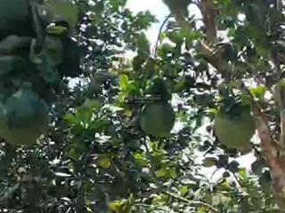 Cần tiền bán gấp vườn bưởi tp. hcm (phú giáo, bình dương), 1200m2, 490tr.  0764 466 ***