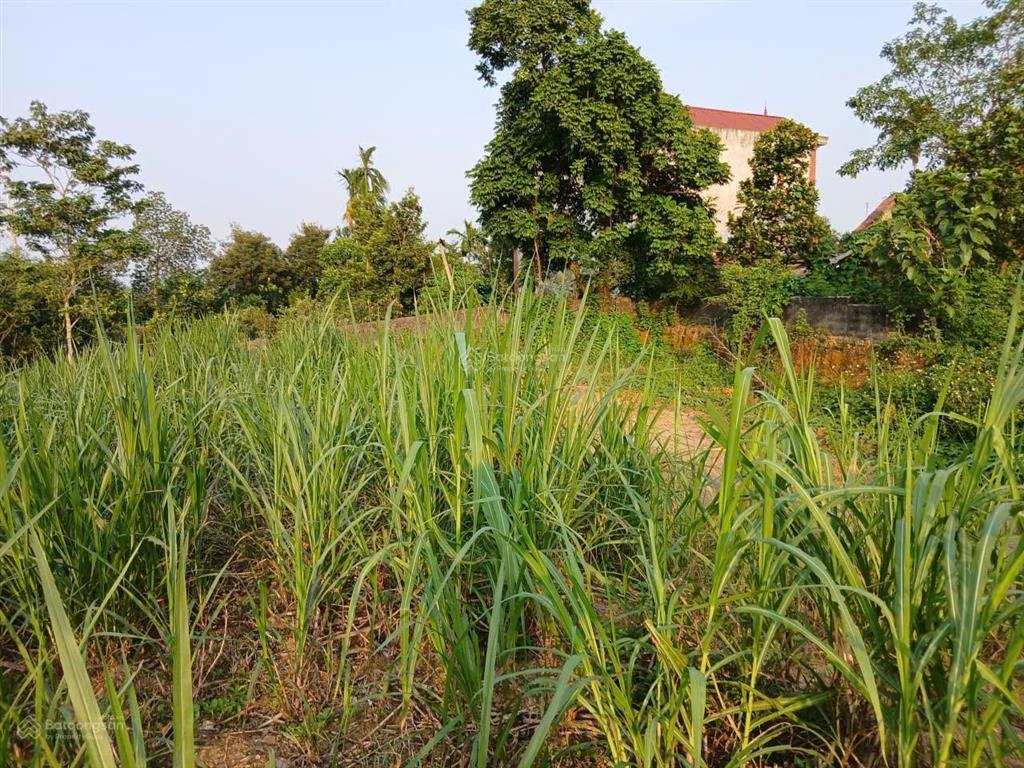 Bán gấp cắt lỗ rộng 6300m2, thổ cư 400m2 ở thôn bài, yên bài, hà nội