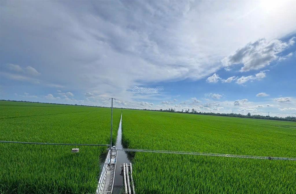 Qsdđ thuộc thửa đất số 604, tờ bản đồ số 29 xã an nhơn tây, thành phố hồ chí minh