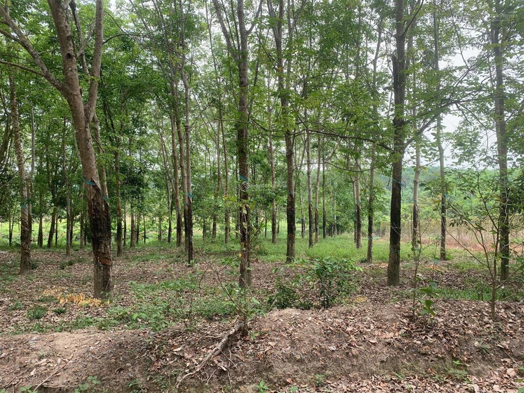 Bán đất tại tân định, 1,2 tỷ, 496m2 giá siêu hời chỉ với có 100m2 thổ cư
