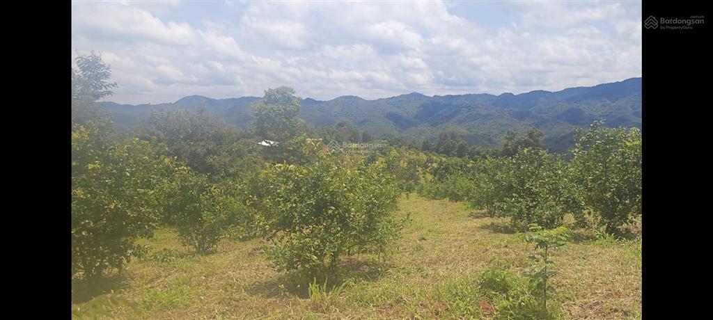 Bán 42ha vườn cà phê, sầu riêng tại quảng khê, đắk nông