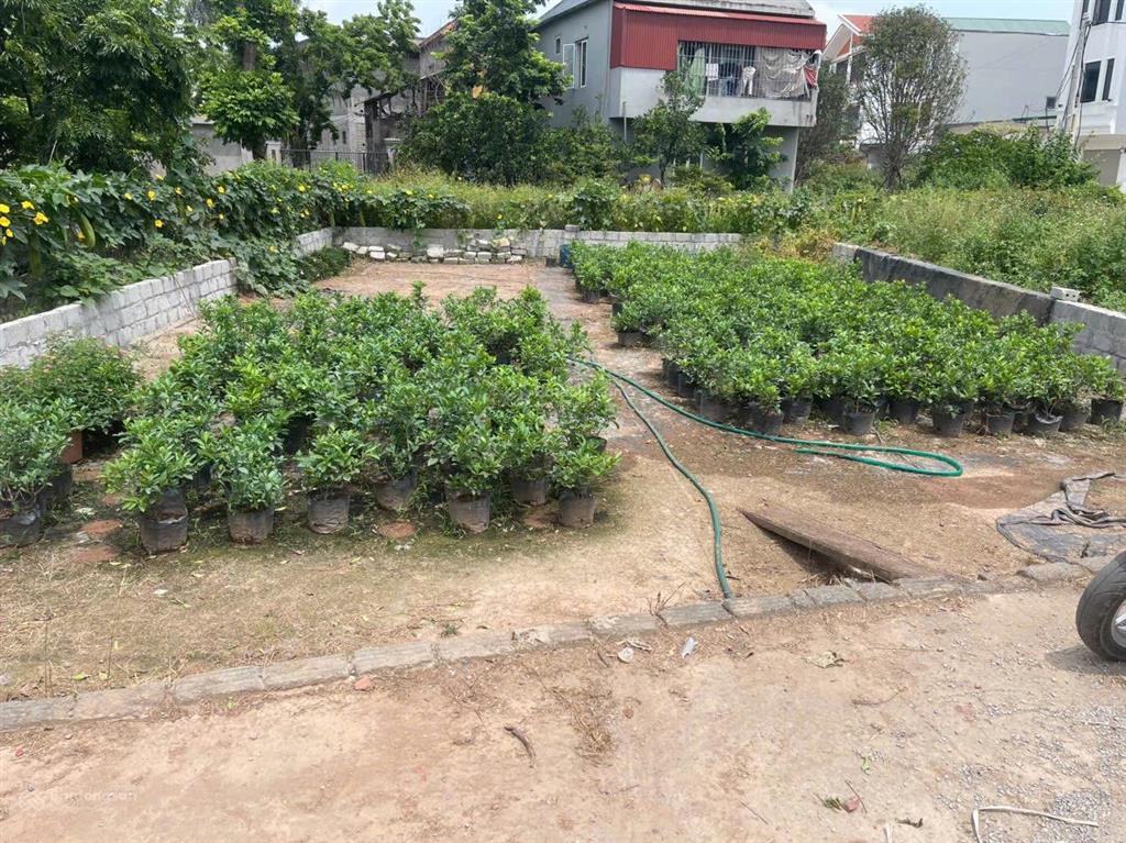 Đất đấu giá xuân quan, văn giang, hưng yên