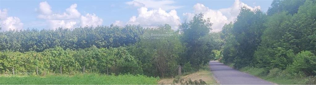 Bán 2058,75m² (300m ont) bến cừ, ninh điền, h. châu thành, tỉnh tây ninh