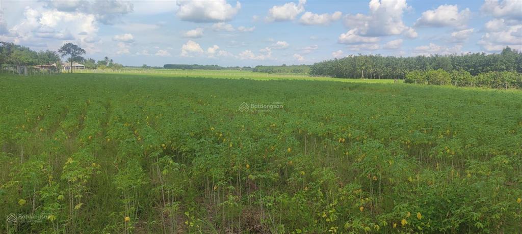 Bán 2058,75m² (300m ont) bến cừ, ninh điền, h. châu thành, tỉnh tây ninh