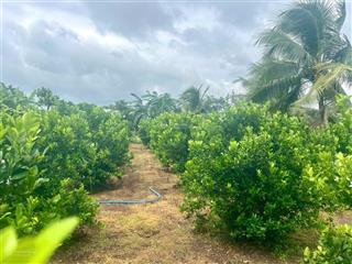 Đất vườn diện tích 11x48m, giá 820 triệu, phường bảo vinh, long khánh