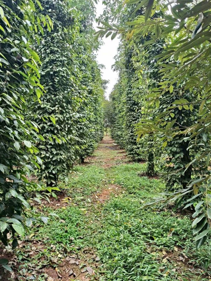Đất vườn ngang 30m có giá 980 triệu có nhà cấp 4 bình lộc long khánh đồng nai