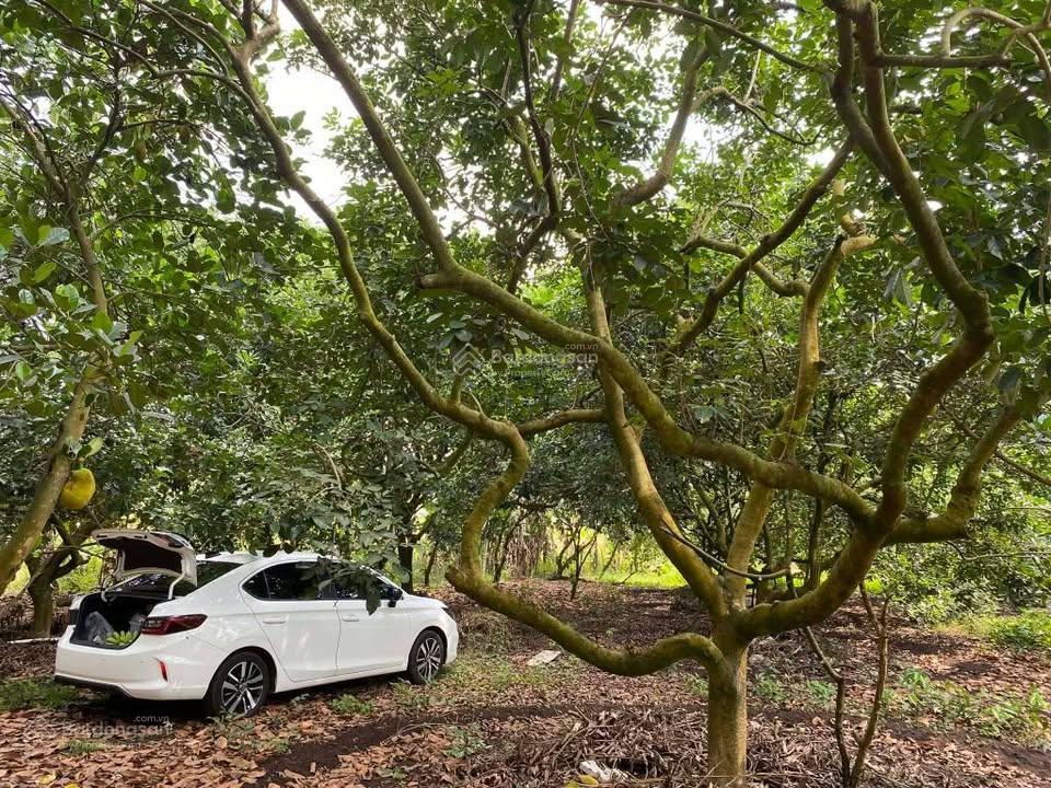 Đất vườn 2000m2 thổ cư 200m2 ngang 30m giá 1 tỷ 200tr bình lộc long khánh đồng nai