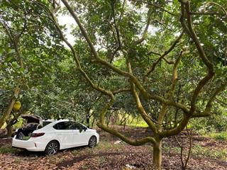 Đất vườn 2000m2 thổ cư 200m2 ngang 30m giá 1 tỷ 200tr bình lộc long khánh đồng nai