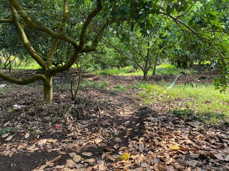 Đất vườn 2000m2 thổ cư 200m2 ngang 30m giá 1 tỷ 200tr bình lộc long khánh đồng nai