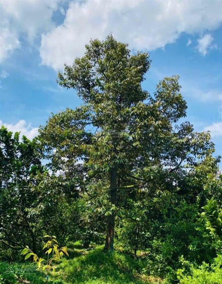 Đất vườn diện tích 1500m2 giá 1 tỷ 200 triệu có thổ cư phường bình lộc long khánh đồng nai
