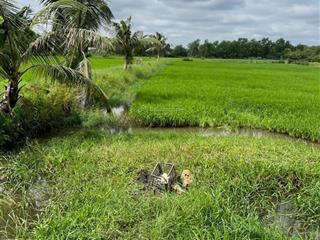 Chính chủ bán đất sẵn sổ đỏ 3.500m², giá chỉ 3 triệu/m2 ngay trung tâm đức hòa